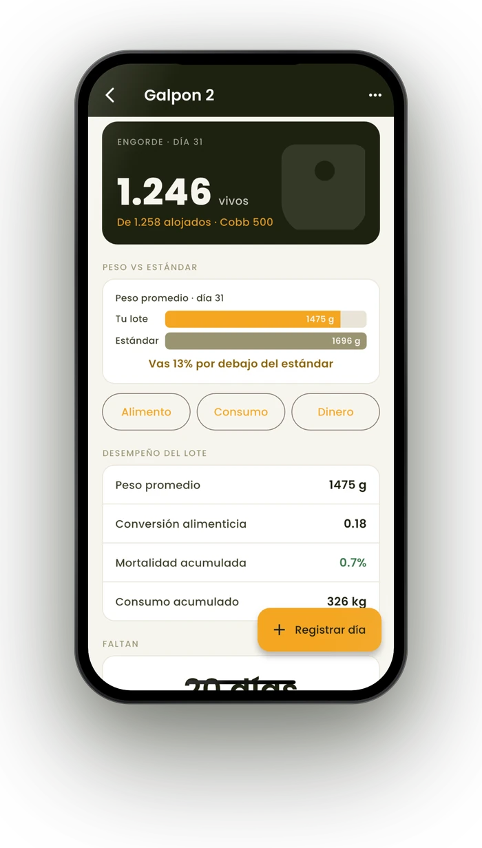 Galpón de engorde en Ganady: 1.246 vivos y el peso comparado con el estándar